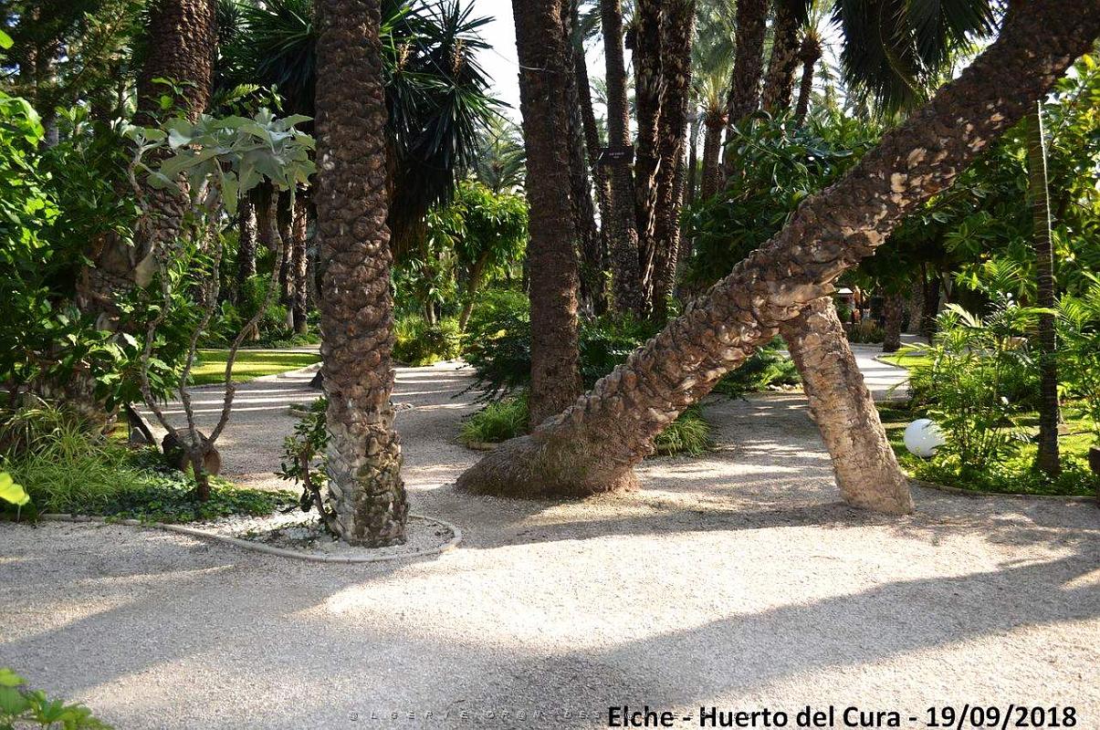 19 ELCHE HUERTO DEL CURA (118).JPG